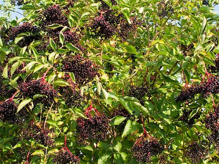 Ripe Sambucus nigra, elder, elderberry on bush in autumn Stock Photo - Budget Royalty-Free & Subscription, Code: 400-05262045