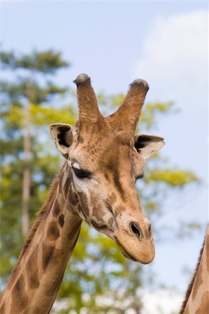 Giraffe head shot, Safari Zoo Park, Paris, France Stockbilder - Microstock & Abonnement, Bildnummer: 400-05262056