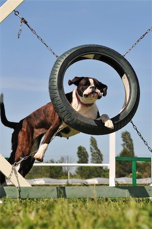 simsearch:400-06881275,k - beautiful purebred boxer jumping in a circle Photographie de stock - Aubaine LD & Abonnement, Code: 400-05262051