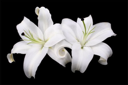 easter lily background - Picture of two perfect white lilies on a black background Stock Photo - Budget Royalty-Free & Subscription, Code: 400-05262083