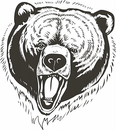 simsearch:400-04864072,k - wild  brown bear head  is isolated on white background Stockbilder - Microstock & Abonnement, Bildnummer: 400-05262169