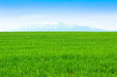 field of grass and perfect blue sky Stock Photo - Budget Royalty-Free & Subscription, Code: 400-05262264