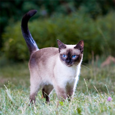 siamese - Portrait of a Thai cat on the lawn Photographie de stock - Aubaine LD & Abonnement, Code: 400-05262338