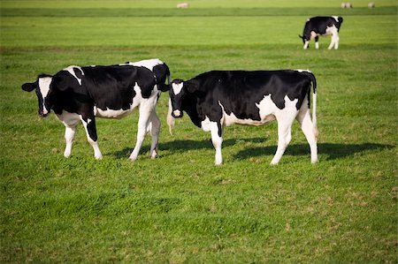 simsearch:400-07676838,k - Dutch cows in the meadow Stock Photo - Budget Royalty-Free & Subscription, Code: 400-05262380