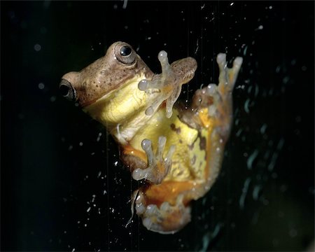 simsearch:400-04442300,k - Frogs shot in Ecuador, South America Photographie de stock - Aubaine LD & Abonnement, Code: 400-05262415