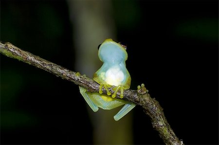 simsearch:400-04463752,k - Frogs shot in Ecuador, South America Stockbilder - Microstock & Abonnement, Bildnummer: 400-05262416