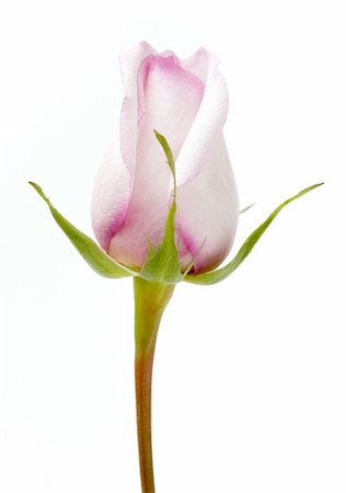 simsearch:400-04579308,k - perfect pink rose isolated, please check out my portfolio for more Photographie de stock - Aubaine LD & Abonnement, Code: 400-05262500