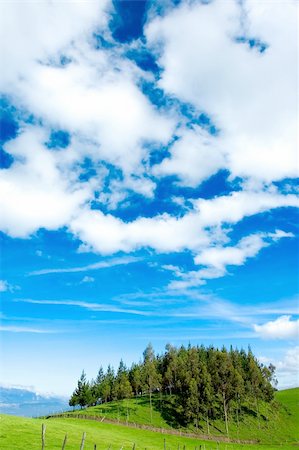 simsearch:400-04018118,k - some trees in a beautiful meadow Photographie de stock - Aubaine LD & Abonnement, Code: 400-05262582