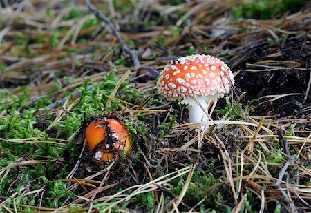 simsearch:400-09226011,k - Fly agaric poisonous mushroom, two red fungus, amanita muscaria Stockbilder - Microstock & Abonnement, Bildnummer: 400-05262595