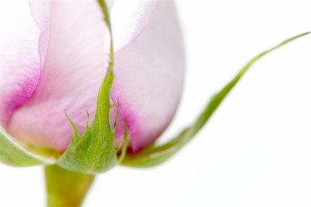 simsearch:400-04527694,k - perfect pink rose isolated, please check out my portfolio for more Photographie de stock - Aubaine LD & Abonnement, Code: 400-05262592