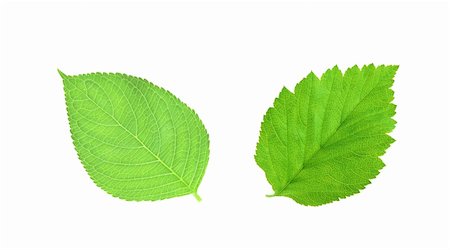 simsearch:400-04742897,k - Green spring leaves isolated on white Foto de stock - Super Valor sin royalties y Suscripción, Código: 400-05262669