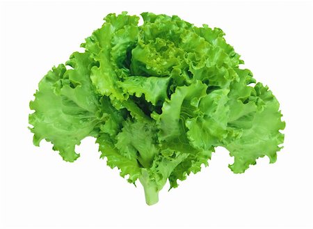 fresh lettuce isolated on white background Photographie de stock - Aubaine LD & Abonnement, Code: 400-05262670