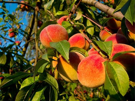 simsearch:400-07823938,k - Fresh ripe peaches on a tree in warm sunlight Photographie de stock - Aubaine LD & Abonnement, Code: 400-05263031