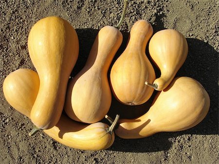 simsearch:400-05356597,k - amount of ripen pumpkins at the patch Stock Photo - Budget Royalty-Free & Subscription, Code: 400-05263163