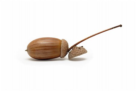 Acorn isolated on white background with clipping path Foto de stock - Super Valor sin royalties y Suscripción, Código: 400-05263261