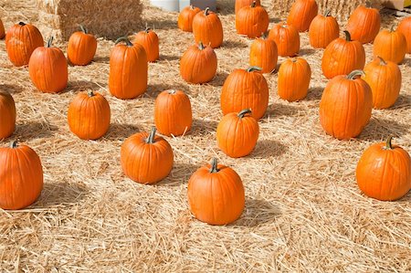 In the United States, the carved pumpkin was first associated with the harvest season in general, long before it became an emblem of Halloween. Stock Photo - Budget Royalty-Free & Subscription, Code: 400-05263279