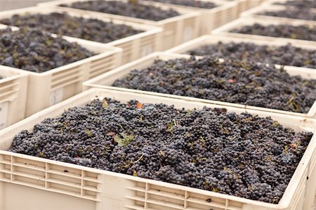 simsearch:825-02308577,k - Lush Harvested Red Wine Grapes in Crates. Fotografie stock - Microstock e Abbonamento, Codice: 400-05263321