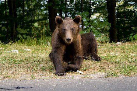 sinaia - Young wild bear near Sinaia, Romania. Here bears got used to be fed by tourists and this became a problem both for humans and bears. Stock Photo - Budget Royalty-Free & Subscription, Code: 400-05263332