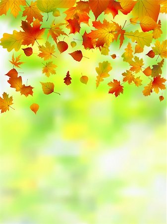 simsearch:6109-08929250,k - Autumn leaves, very shallow focus. EPS 8 vector file included Foto de stock - Super Valor sin royalties y Suscripción, Código: 400-05263358