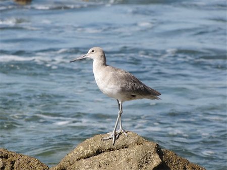 Willet on the beach at Corona Del Mar, Orange County, CA Photographie de stock - Aubaine LD & Abonnement, Code: 400-05263593