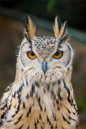 simsearch:400-04730667,k - Eagle Owl looking at the camera Fotografie stock - Microstock e Abbonamento, Codice: 400-05263814