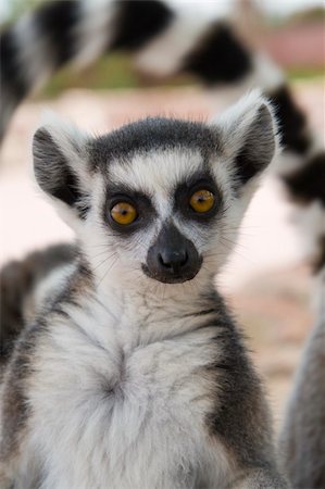 Ring-tailed Lemur (Lemur Catta) Portrait, Athens Zoo Park, Greece Stockbilder - Microstock & Abonnement, Bildnummer: 400-05263817