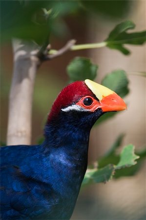 simsearch:400-04730667,k - Violet or Violceous Turaco are identified by the white stripes behind the eyes Fotografie stock - Microstock e Abbonamento, Codice: 400-05263811