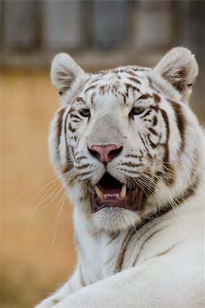 White Tiger Portrait, Athens Zoo, Greece Stockbilder - Microstock & Abonnement, Bildnummer: 400-05263824