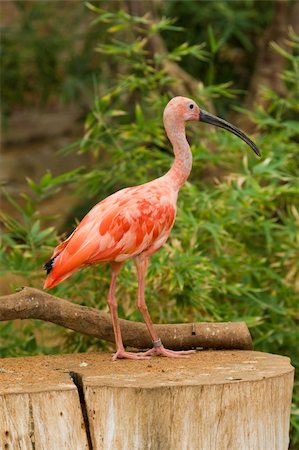 simsearch:400-04730667,k - Scarlet Ibis Portrait, Athens Zoo, Greece Fotografie stock - Microstock e Abbonamento, Codice: 400-05263831