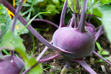 Purple kohl rabi growing in a row Stock Photo - Budget Royalty-Free & Subscription, Code: 400-05263925