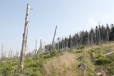 View of dead mountain wood - forest with dry trees Foto de stock - Super Valor sin royalties y Suscripción, Código: 400-05274434