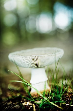 Fungus in the forest, growing in a field of cut grass Photographie de stock - Aubaine LD & Abonnement, Code: 400-05274472