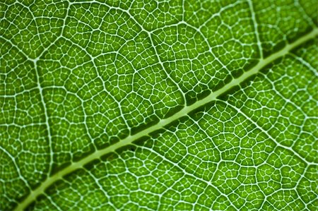 simsearch:400-04403996,k - green fresh leaf details macro Stock Photo - Budget Royalty-Free & Subscription, Code: 400-05274473