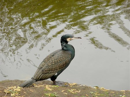 simsearch:400-04785685,k - Cormorant stays on a bank near the river Stock Photo - Budget Royalty-Free & Subscription, Code: 400-05274756