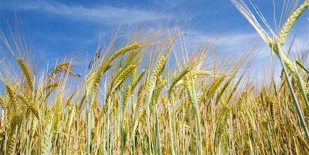 simsearch:400-04983141,k - Frontal image of wheat field Stock Photo - Budget Royalty-Free & Subscription, Code: 400-05275034