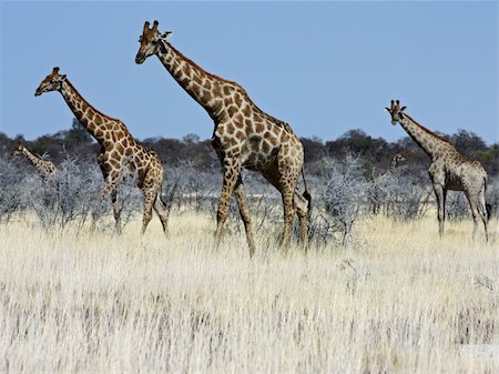simsearch:400-08628372,k - Namibian wild life, Etosha park, dry season Foto de stock - Super Valor sin royalties y Suscripción, Código: 400-05275044