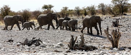 simsearch:700-02833658,k - Namibian wild life, Etosha park, dry season Photographie de stock - Aubaine LD & Abonnement, Code: 400-05275054