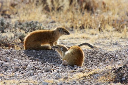Namibian wild life, Etosha park, dry season Photographie de stock - Aubaine LD & Abonnement, Code: 400-05275051