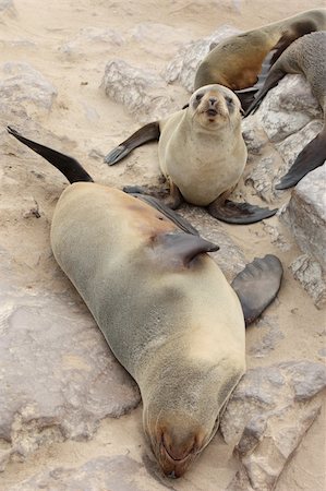 Brown Fur Seals (Arctocephalus pusillus) on Cape Cross, Namibia, Africa Photographie de stock - Aubaine LD & Abonnement, Code: 400-05275060