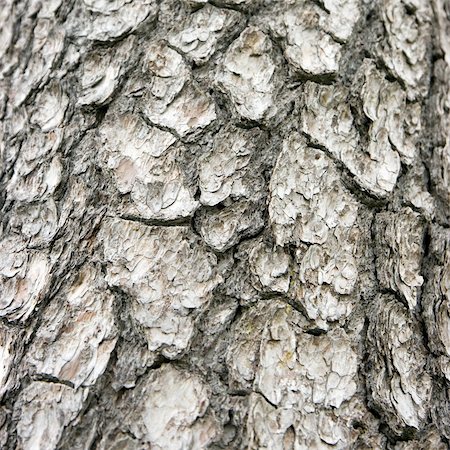 simsearch:400-04365263,k - Natural structure of a bark of a pine closeup Stock Photo - Budget Royalty-Free & Subscription, Code: 400-05275141
