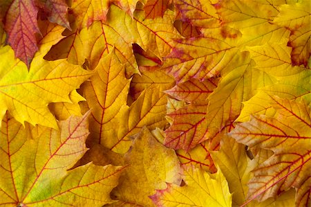 red canadian maple leafs background - Many leaves on the ground in an autumn wood Stock Photo - Budget Royalty-Free & Subscription, Code: 400-05275175