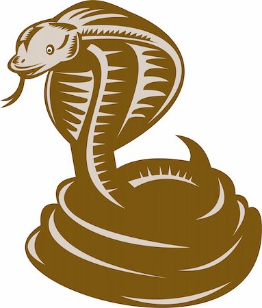 illustration of a king cobra coiled about to strike Stock Photo - Budget Royalty-Free & Subscription, Code: 400-05275228