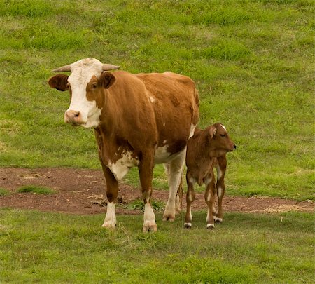 simsearch:400-07043437,k - Australian beef cattle breed  cow and brahman cross calf on green grass Fotografie stock - Microstock e Abbonamento, Codice: 400-05275220