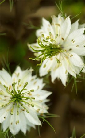 white cornflower with green stamens spring flowers Foto de stock - Royalty-Free Super Valor e Assinatura, Número: 400-05275242