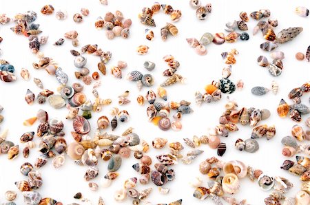 simsearch:400-04106913,k - Sea Shells on Isolated White Background Stock Photo - Budget Royalty-Free & Subscription, Code: 400-05275336
