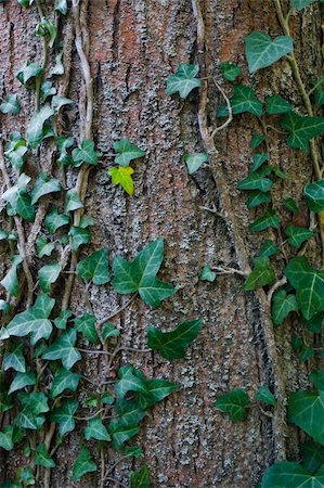 simsearch:400-08413839,k - Beautiful green ivy climbing up the huge tree trunk Foto de stock - Super Valor sin royalties y Suscripción, Código: 400-05275351