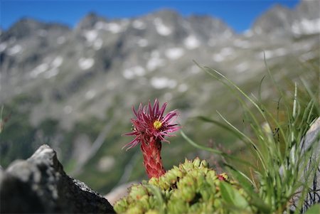 Flowering red alpine plant with background mountains Stock Photo - Budget Royalty-Free & Subscription, Code: 400-05275374