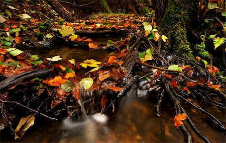 simsearch:400-04276166,k - autumn by a river running through a forest Foto de stock - Royalty-Free Super Valor e Assinatura, Número: 400-05275412