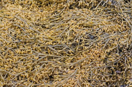 Sea kale by background at low tide on White sea Stock Photo - Budget Royalty-Free & Subscription, Code: 400-05275655