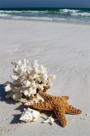 Collection of shells, coral and starfish sit on the beach with a background of blue water and breaking waves of foam on the beach at Destin, Florida. Photographie de stock - Aubaine LD & Abonnement, Code: 400-05275780